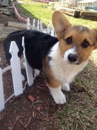 Corgi puppy stuck on tiny fence.