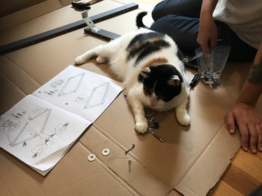 Cat looking at hardware for unassembled table.
