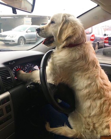 Puppy stuck in steering wheel with their paws on speedometer.