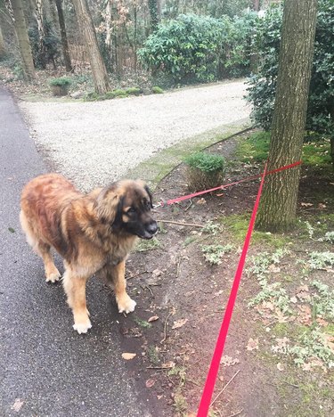Dog confused by leash that is wrapped around and tangled in a tree trunk.