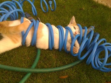 Cat is stuck in a hose.