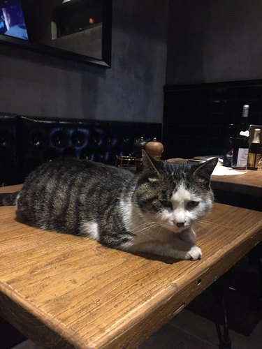 Cat sitting on table in restaurant.