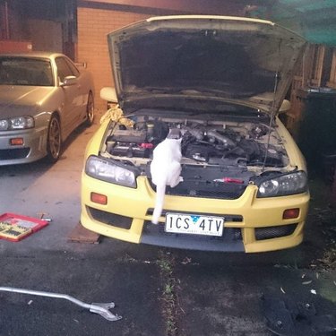 Cat looking into car engine.
