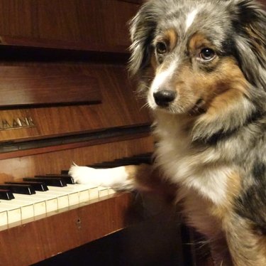 dog with single paw on piano keys.