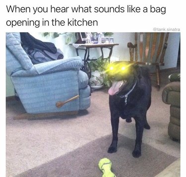 Dog with lens flare in eyes excited about treats