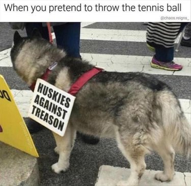 Husky wearing a sign that says "huskies against treason"
