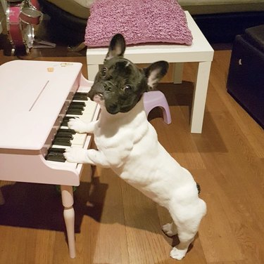 frenchie with paws on small piano.