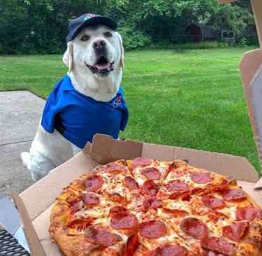 Dog wearing pizza delivery uniform.