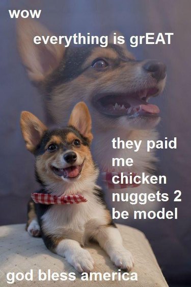 Dog happy to be paid in chicken nuggets for modeling