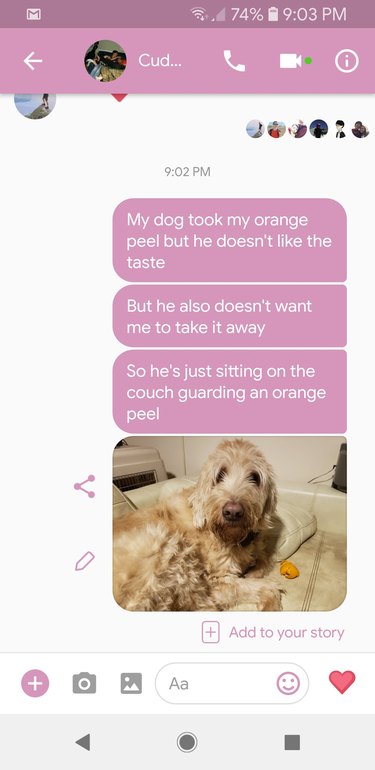 Text message exchange about dog guarding an orange peel