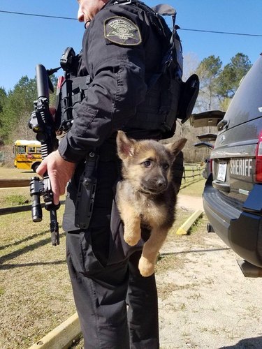 Puppy hanging from back of police officer's utility belt.