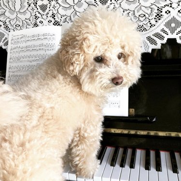 poodle with paws on piano keys.
