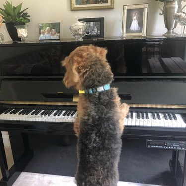 dog sitting in front of piano.