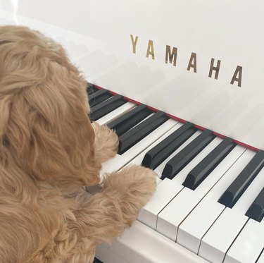 dog with paws on yamaha piano keys