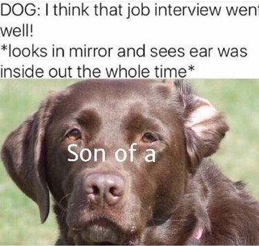 Dog with inside out ear