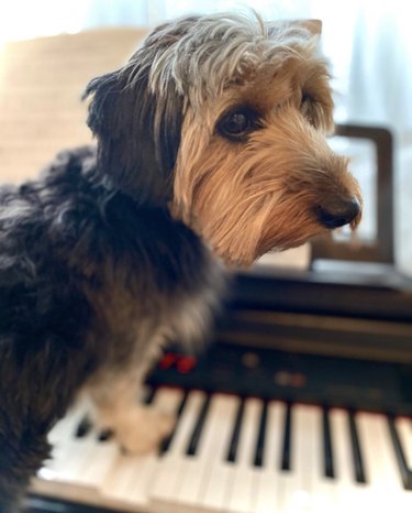 dog with paw on piano keys.