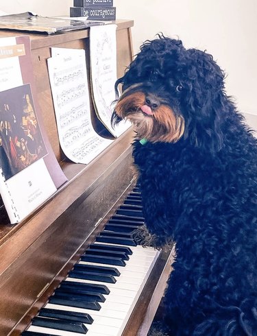 a shaggy dog with paws on piano keys.