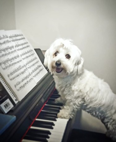 maltese with paws on piano keys.