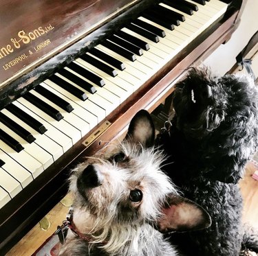 17 Dogs Playing Piano to Brighten Your Week | Cuteness