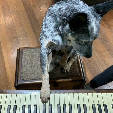 dog with paw on piano keys.