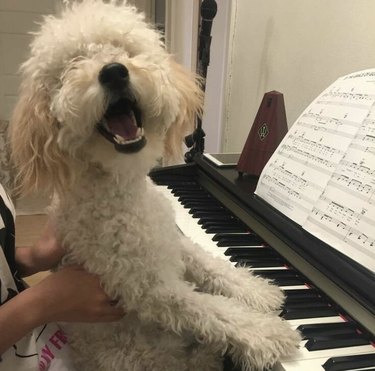 dog looking like he's singing along to the piano