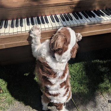 dog struggling to reach piano keys.
