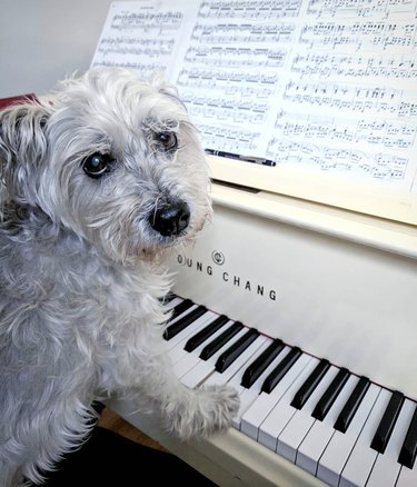 dog with paws on piano keys.