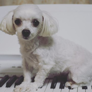 little white dog sitting on piano keys