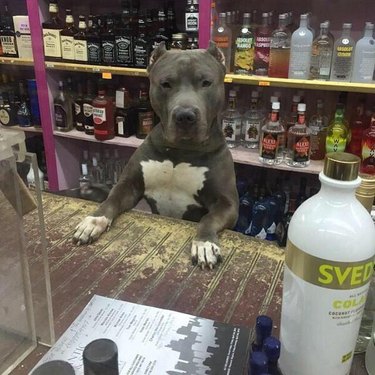 Dog behind counter of liquor store.