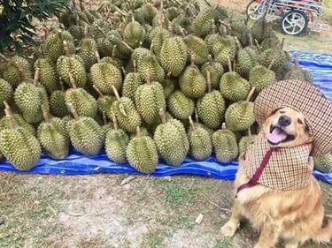 Dog in front of pile of durian fruit