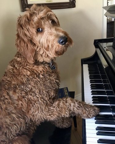 dog with paw on piano keys
