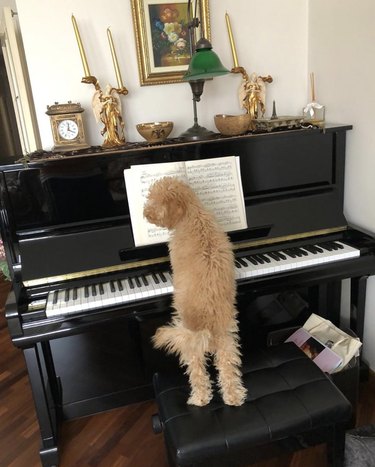 dog sitting on piano bench in front of piano.