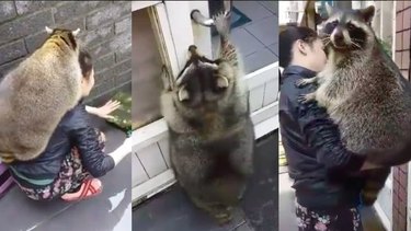 20 chubby raccoons eating all the foods