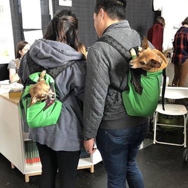 two dogs in bags commiserate with one another