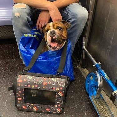 dog in bag and ferret in bag ride NYC trainline