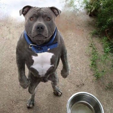 pit bull standing like a person