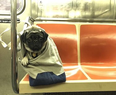 pug in bag on NYC train