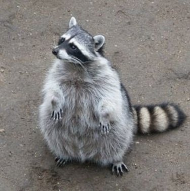 20 chubby raccoons eating all the foods