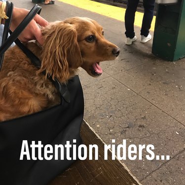 dog in bag reacts angrily when NYC train is late