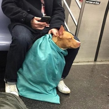 dog in laundry bag on train
