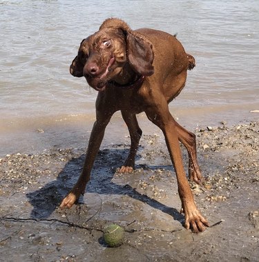 dog shaking off water