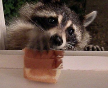 20 chubby raccoons eating all the foods