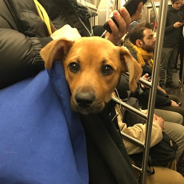 smol dog in blue bag on NYC train