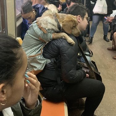 dog in bag leans over man's shoulder on train