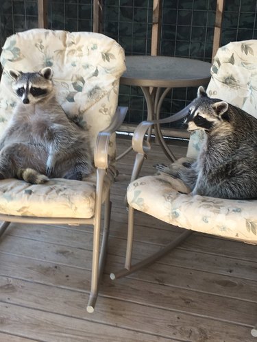 20 chubby raccoons eating all the foods