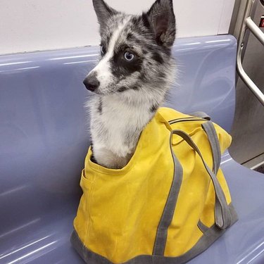 Fox-ish type dog in bag on NYC MTA