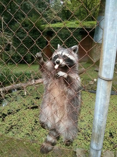 20 chubby raccoons eating all the foods