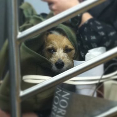 grumpy dog wonders where it all went wrong on NYC train