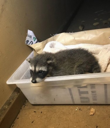 20 chubby raccoons eating all the foods