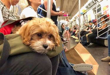 Dogs in bags on New York City trains